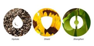 Plantaardige ingrediënten | Phyto Replenish Oil